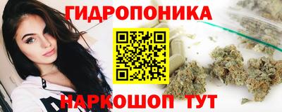 крисы Кингисепп